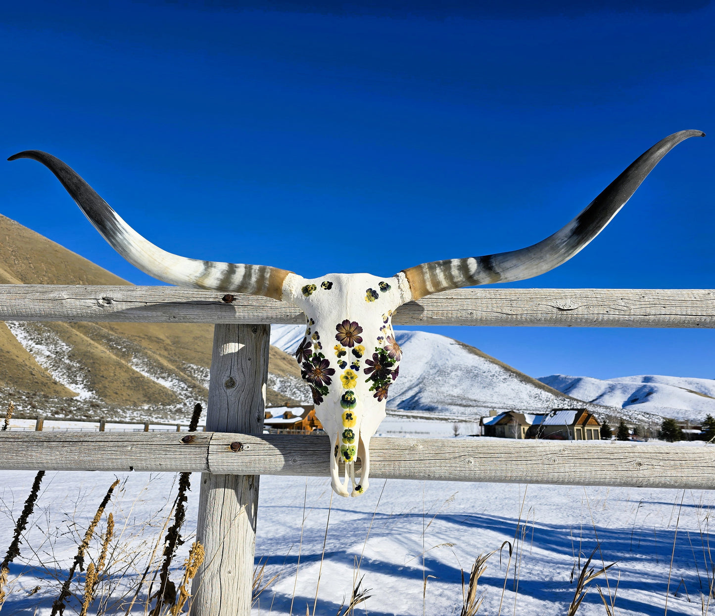 Miranda - Texas Longhorn Skull