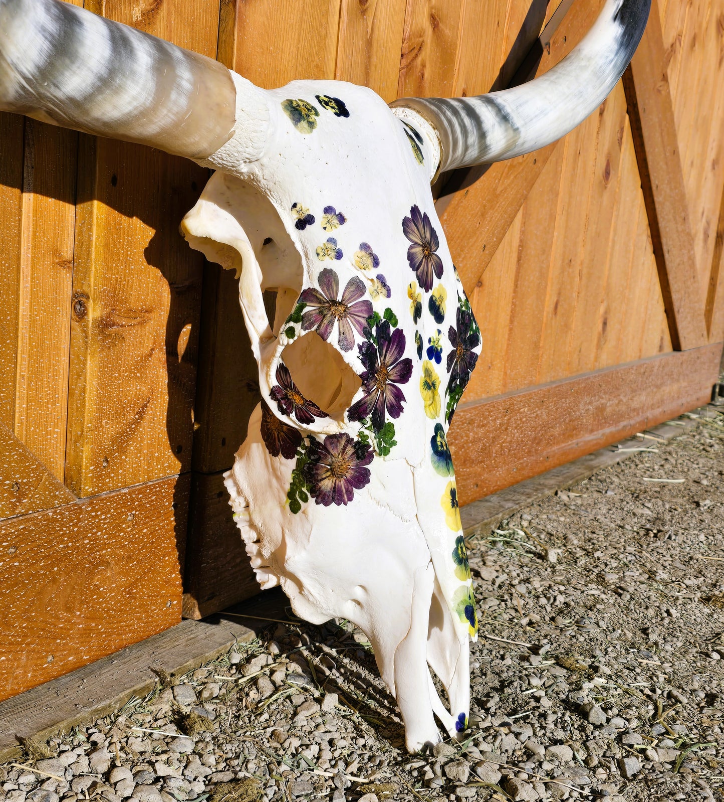 Miranda - Texas Longhorn Skull