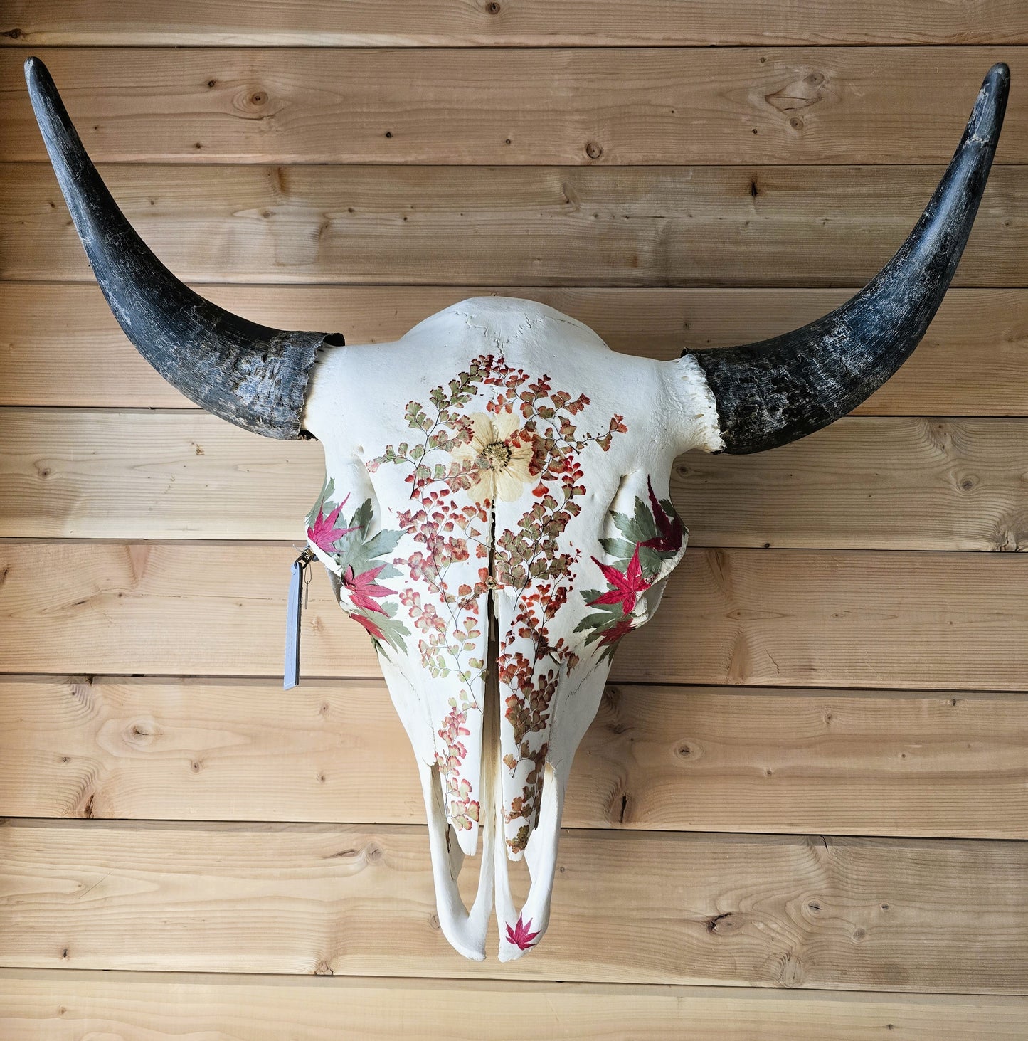 Ol' Red - Buffalo Bison Skull