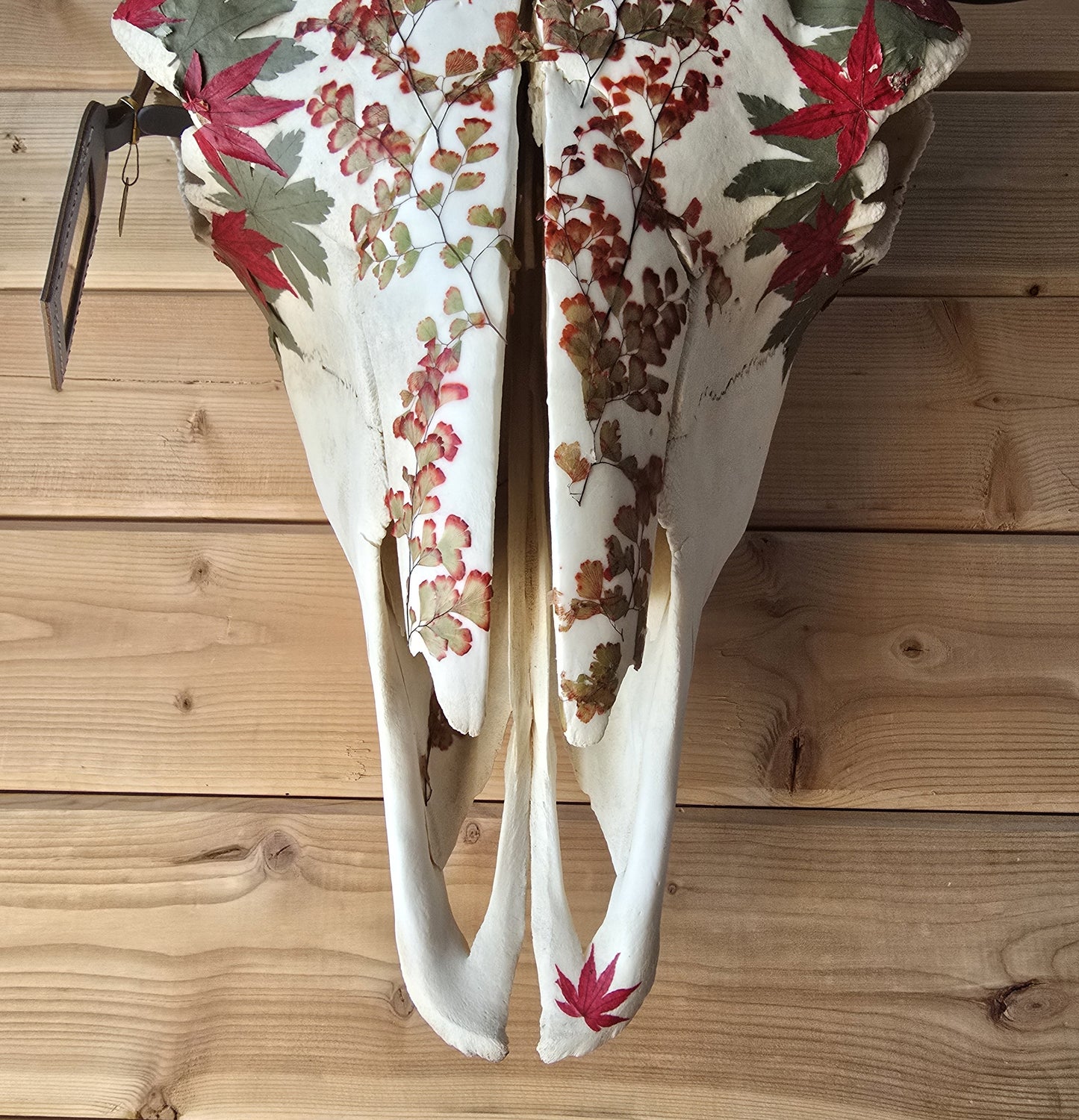 Ol' Red - Buffalo Bison Skull