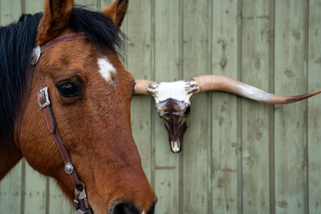 Stolen Dreams - Texas Longhorn Skull