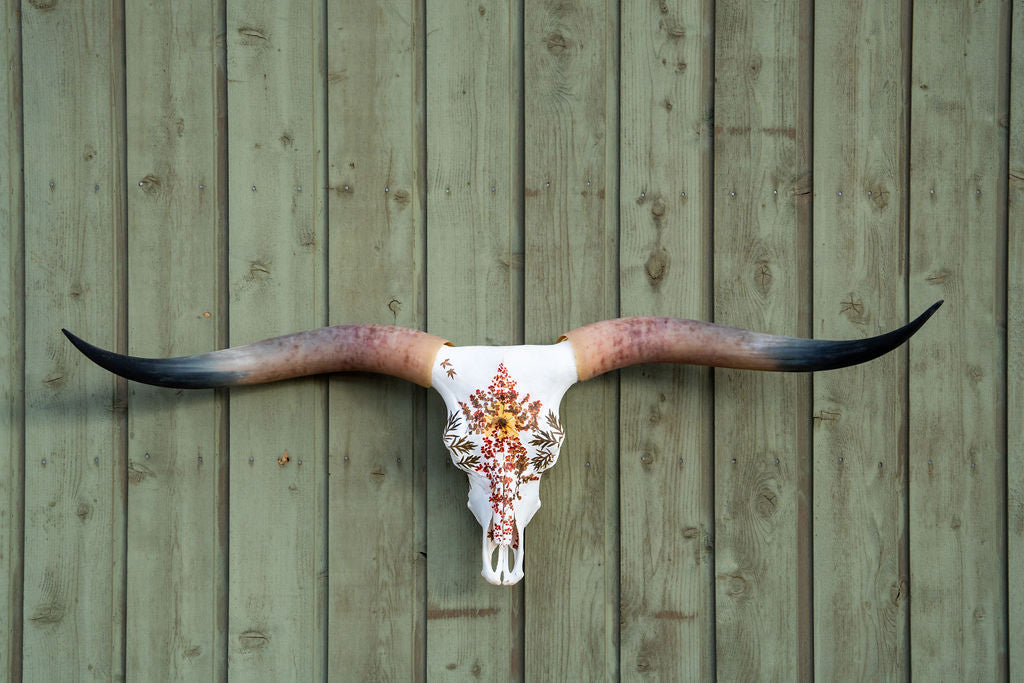 Alena - Texas Longhorn Skull