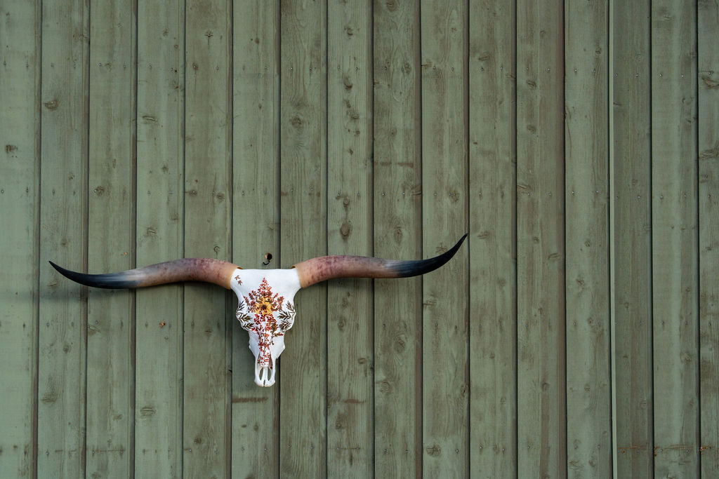 Alena - Texas Longhorn Skull