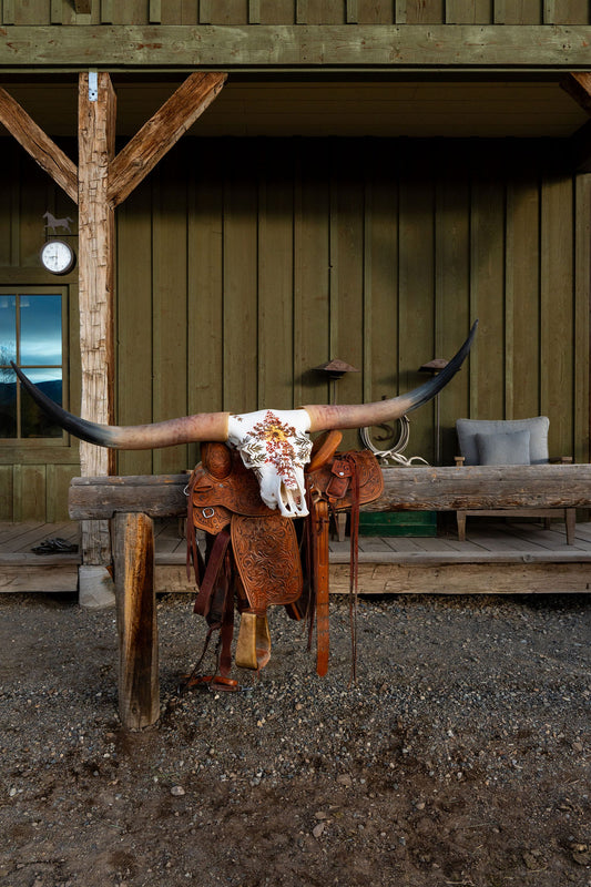 Alena - Texas Longhorn Skull