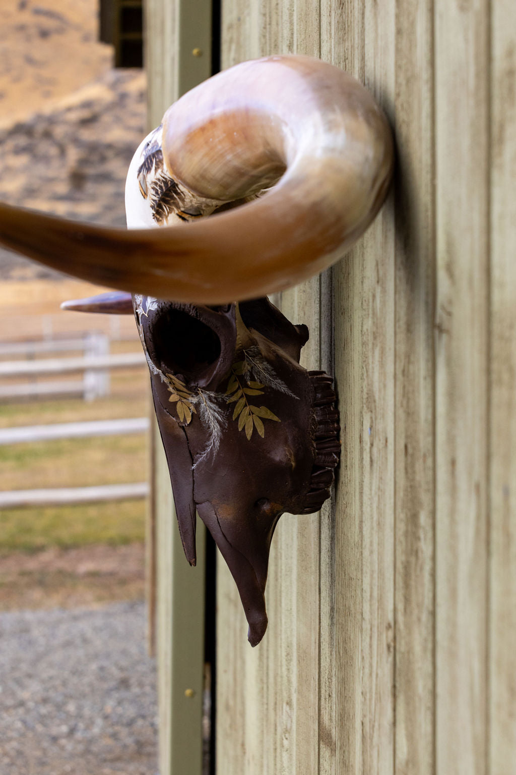 Stolen Dreams - Texas Longhorn Skull