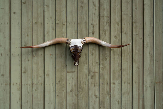 Stolen Dreams - Texas Longhorn Skull