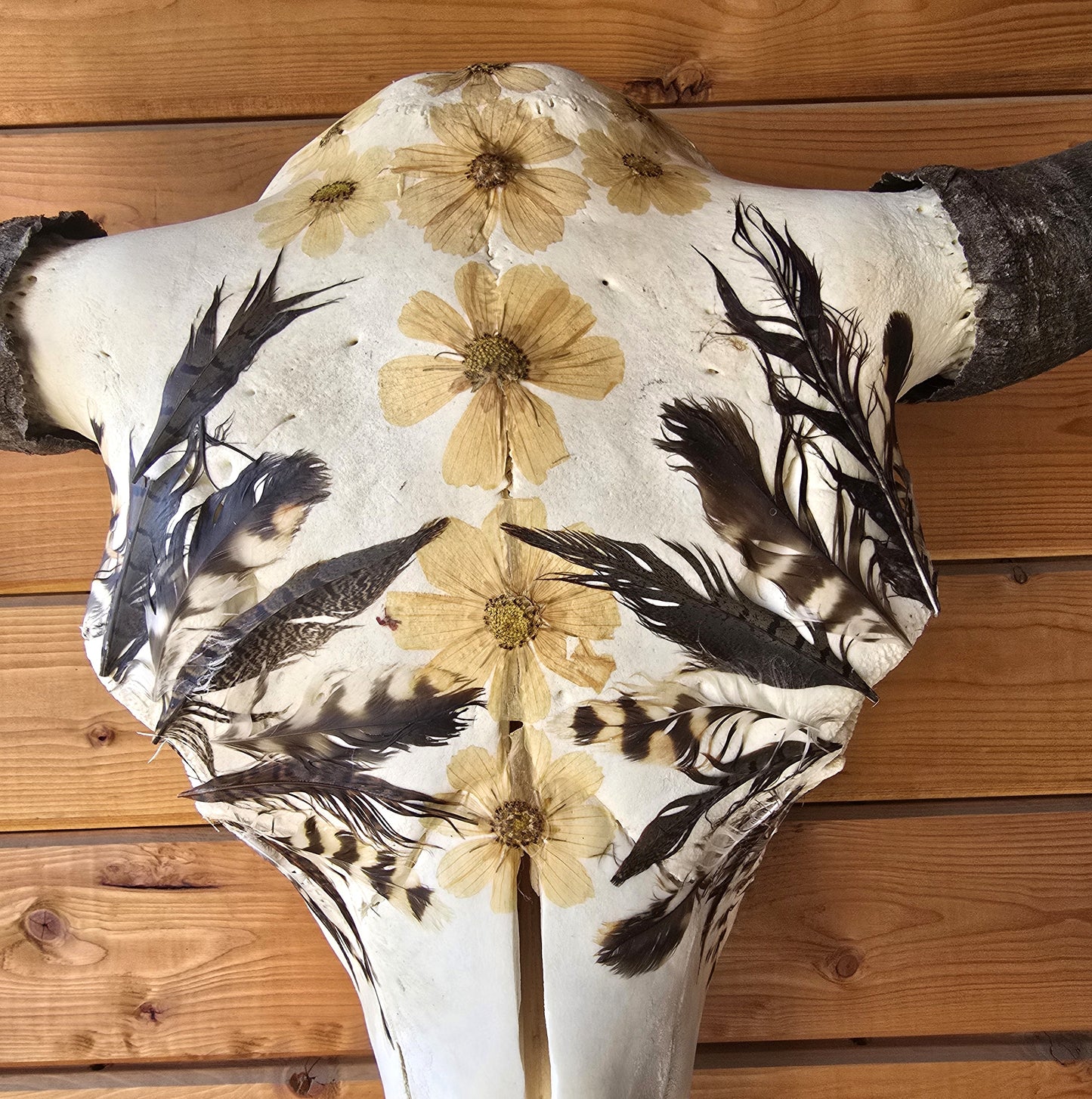 Shelton - Buffalo Bison Skull Mount Art