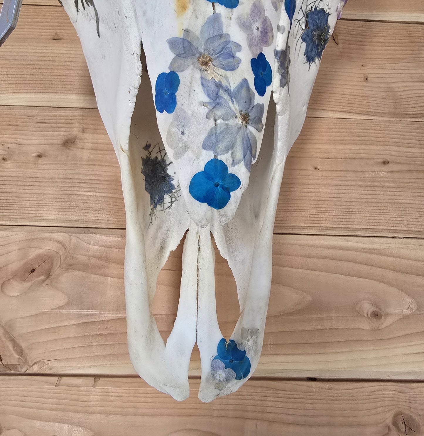 Star - Buffalo Bison Skull