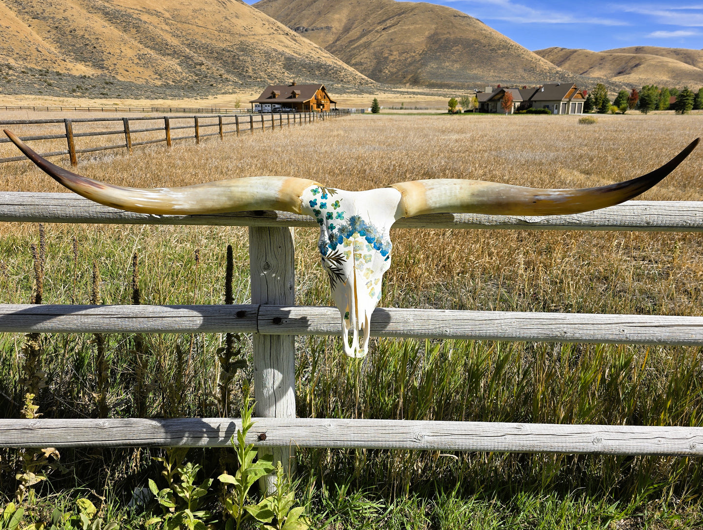 Storm - Texas Longhorn Skull