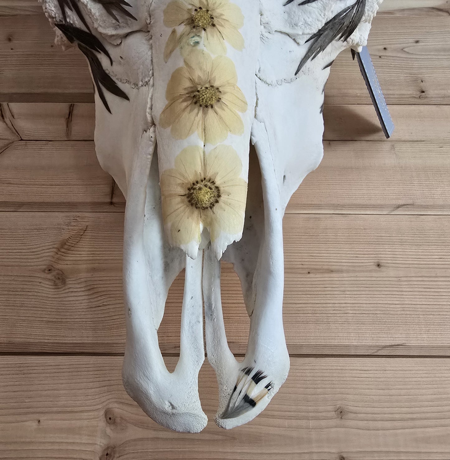 Caesar - Texas Longhorn Skull Mount Art