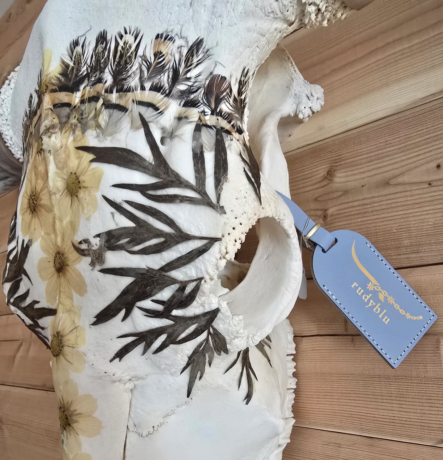 Caesar - Texas Longhorn Skull Mount Art