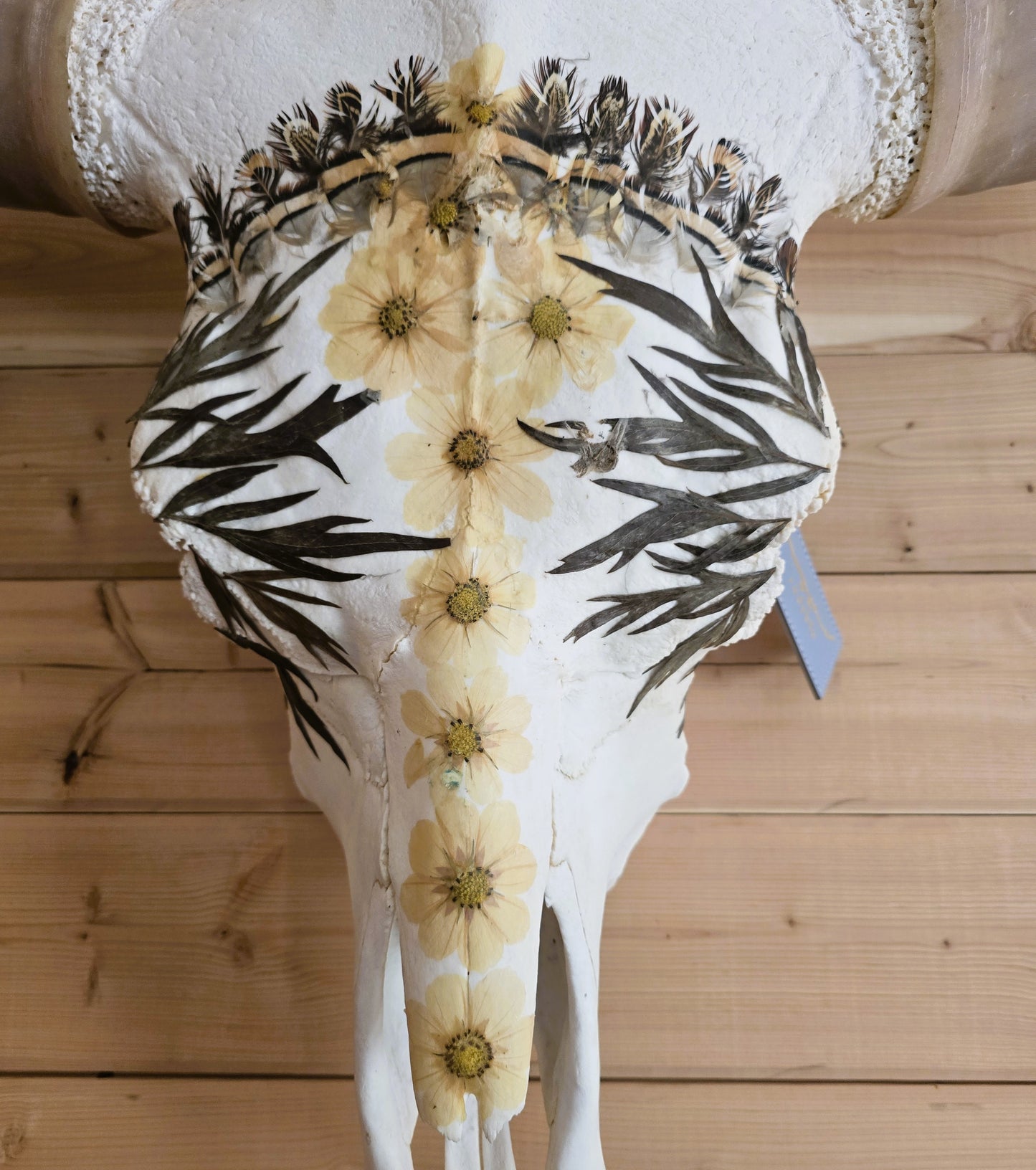 Caesar - Texas Longhorn Skull Mount Art