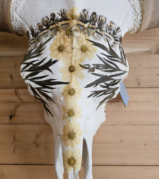 Caesar - Texas Longhorn Skull Mount Art