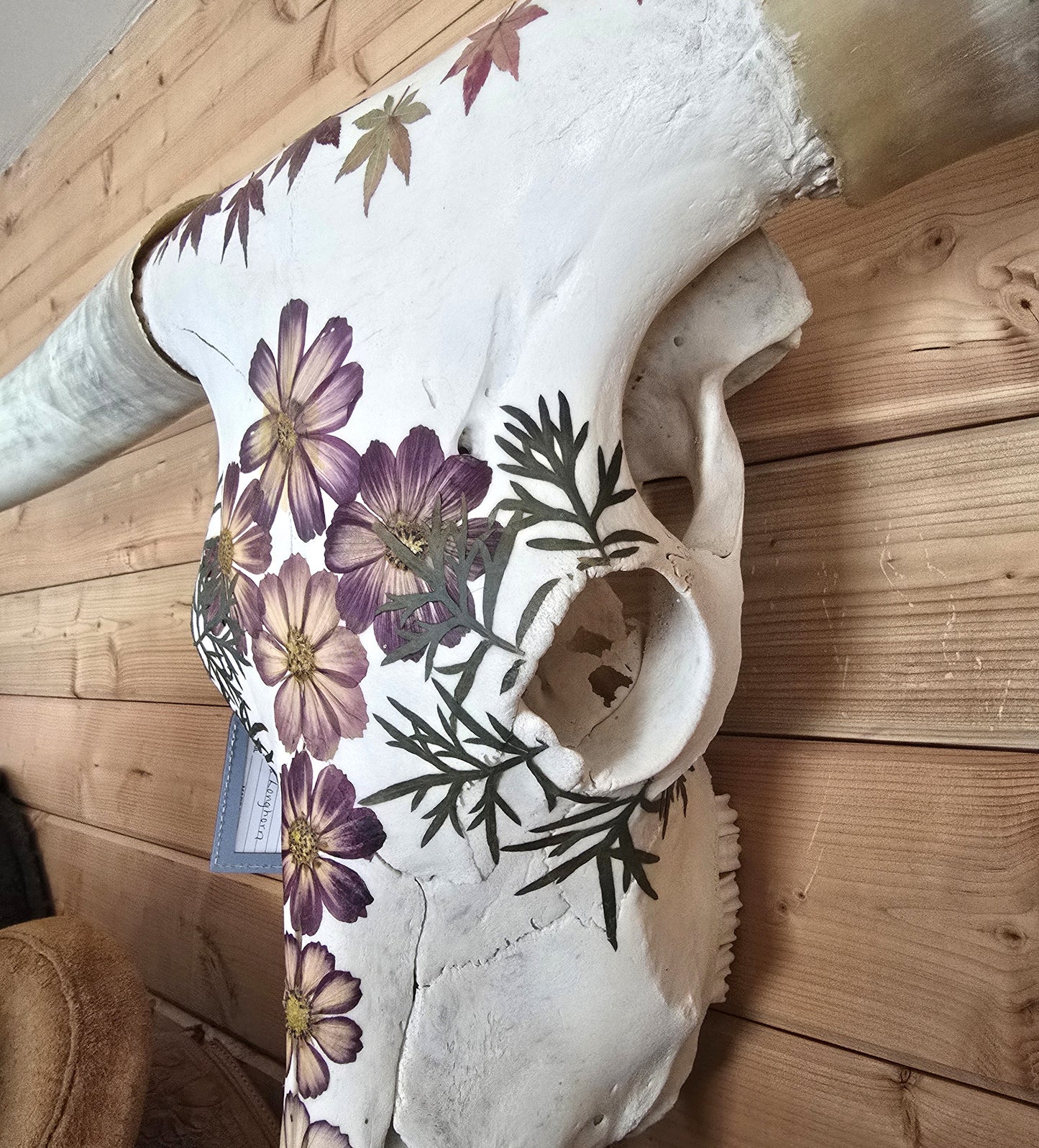 Diana - Texas Longhorn Skull Mount Art