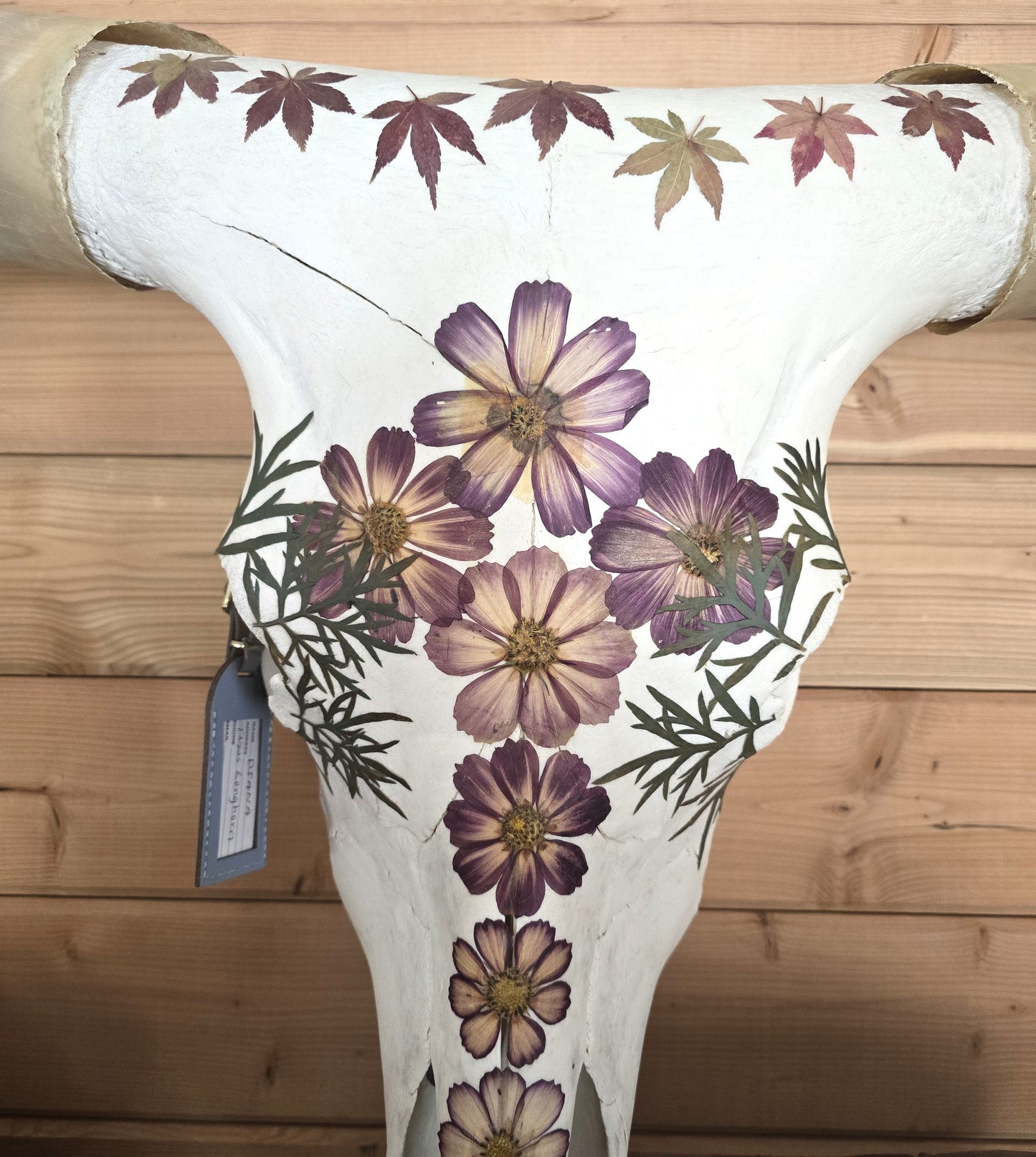 Diana - Texas Longhorn Skull Mount Art